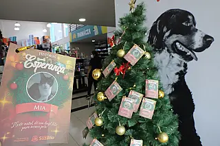 Meio Ambiente lança campanha para apadrinhamento de cães e gatos