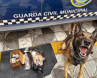 Canil da GCM prende suspeito de tráfico no Jardim Colorado