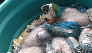 Polícia Militar apreende cerca de 150 aves em cativeiro em Mogi