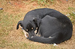 ONG Amparo Animal ajuda a encontrar 44% de animais desaparecidos em Suzano