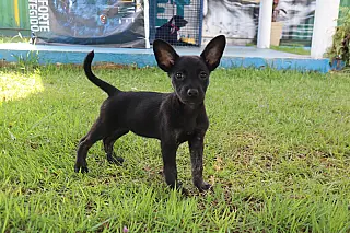 Oito filhotes de cachorro são resgatados em ação do Meio Ambiente