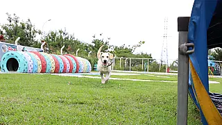 Suzano conquista Centro de Bem-Estar Animal