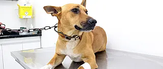Meio Ambiente anuncia mutirão para castração de cães e gatos