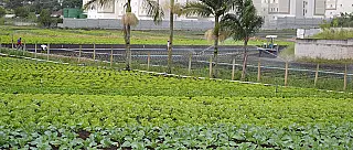 Agricultores temem perdas com baixas temperaturas e risco de geadas em Suzano