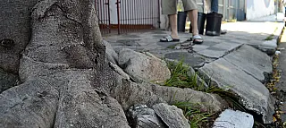 Árvore causa dor de cabeça a moradores do Santa Helena