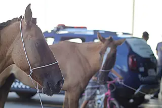 Meio Ambiente multa donos de cavalos abandonados