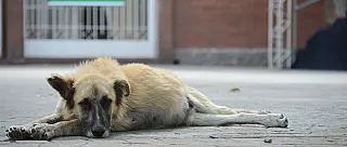 Suzano recolhe 97 animais mortos nos oito primeiros meses de 2019