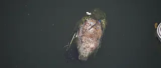 Mortandade de peixes no Parque Maria Helena volta a ser denunciada