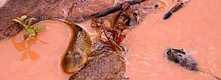 Análise da Anvisa sobre consumo de peixes do Rio Doce gera divergência
