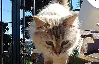 Doméstica de Itaquá cuida de animais abandonados e pede ajuda