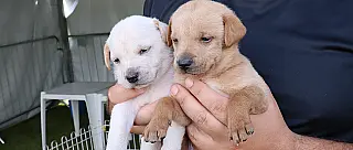 'Baby, me Leva!' alcança 390 animais adotados no ano