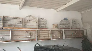 Guarda Ambiental de Itaquá resgata 14 pássaros silvestres de cativeiro