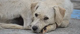 Cidades resgatam 599 animais de rua; 489 são adotados