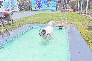 Playpet realiza novas inscrições e recadastramentos para visitação de cães e gatos em 2023 em Suzano
