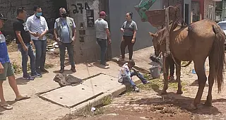 Meio Ambiente de Suzano auxilia no resgate de égua