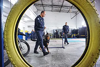 Canil da GCM capacita novos agentes para atuação com cães em ocorrências