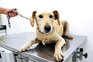 Meio Ambiente segue com inscrições para castração de animais em Suzano