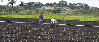 Mais ações para o ‘Cinturão Verde’