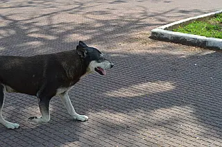 ONG defende ‘Dezembro Verde’ de proteção aos animais