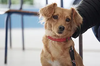 Campanha castra gratuitamente mais de cem animais em Suzano