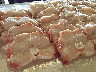 Entidade aponta riscos aos estudantes da carne de cação na merenda