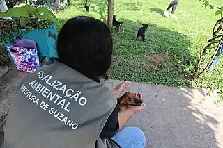 Meio Ambiente verifica suspeita de maus tratos na Vila Amorim