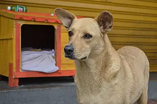Procura por adoção de cães e gatos se mantém na pandemia