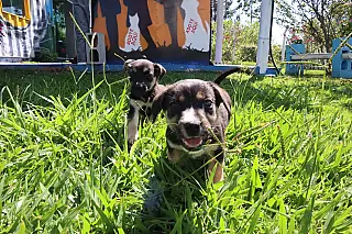 Meio Ambiente prepara evento para adoção de animais