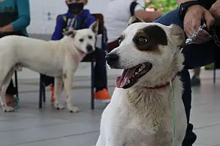 Zoonoses e Meio Ambiente realizam primeiro mutirão de castração e microchipagem do ano
