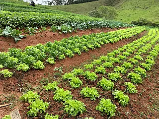 Colaboradores da Unidade Suzano são beneficiados com produtos agroecológicos durante as refeições