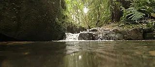 Alto Tietê tem 51.903 hectares de Mata Atlântica