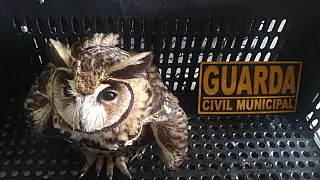 GCM de Ferraz resgata coruja, vítima de linha de pipa