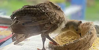 Pavão nasce no Viveiro Municipal de Suzano