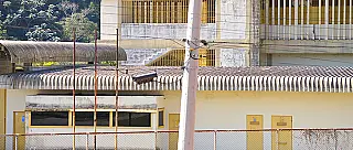 154 internos da Fundação Casa aguardam vacinação
