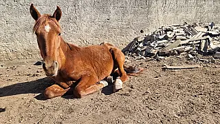 Operação conjunta resgata animais em situação de maus tratos no Jardim Monte Cristo