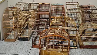Denúncias resultam na apreensão de 88 pássaros e três saguis em Poá