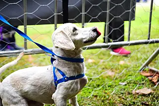 Mais de 20 cães e gatos são adotados em evento especial do ‘Baby, Me Leva’