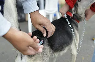 Poá promove vacinação antirrábica gratuita para cães e gatos nesta terça-feira