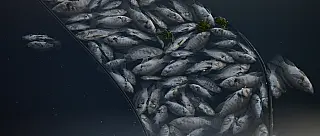 Mortandade de peixes ocorre há mais de um ano em ‘rio’ de Suzano