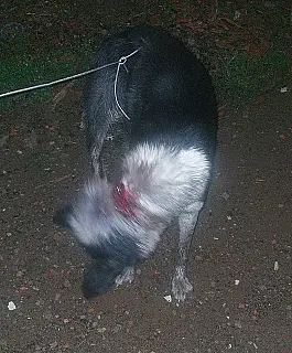 PM detém suspeito por maus tratos de animal no Jardim Japão