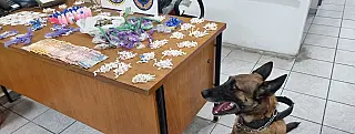 Canil da GCM intensifica combate ao tráfico de drogas nos bairros
