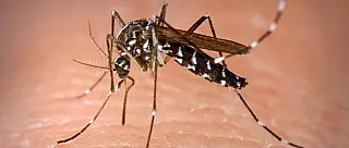 Suzano monitora 70 pontos estratégicos contra a dengue