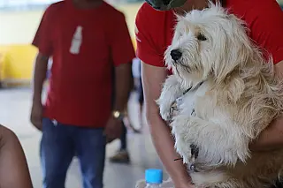 Em campanha no Jd. Europa, 91 animais passam por castração