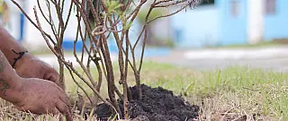 Viveiro Municipal intensifica ações de zeladoria em praças de Suzano