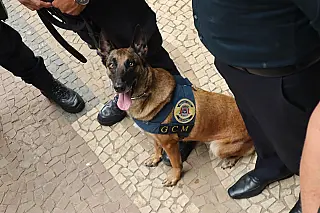 Cão da GCM conquista 1º lugar em competição no interior paulista