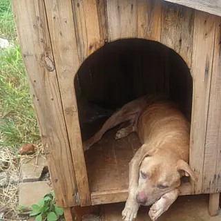 Polícia encontra Pitbull com sinais de maus tratos no Jardim Saúde