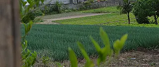 Produtores temem prejuízos com a chegada do período de chuvas