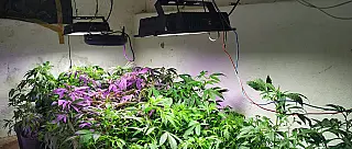 Polícia Militar localiza 70 pés de maconha e laboratório de produção em Poá