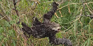 Bicho-preguiça é resgatado em Itaquá