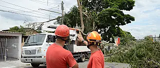 Defesa Civil faz interdição de área de queda de árvore em residência
